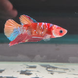TK09 Koi Betta Male Standard