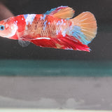 TK09 Koi Betta Male Standard