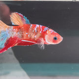 TK09 Koi Betta Male Standard