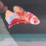 TK09 Koi Betta Male Standard