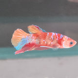 TK09 Koi Betta Male Standard