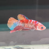TK09 Koi Betta Male Standard