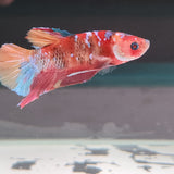 TK09 Koi Betta Male Standard