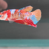 TK09 Koi Betta Male Standard