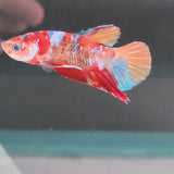 TK09 Koi Betta Male Standard