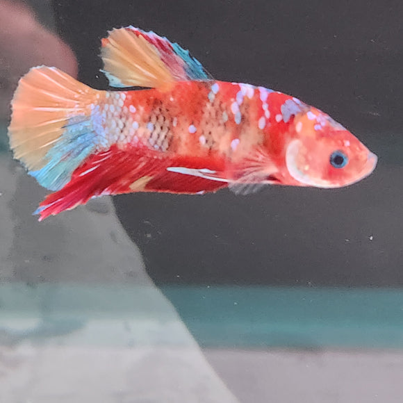 TK09 Koi Betta Male Standard