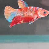 TK09 Koi Betta Male Standard