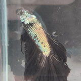 TK10 Halfmoon Betta Male Standard