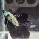 TK10 Halfmoon Betta Male Standard