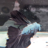 TK10 Halfmoon Betta Male Standard