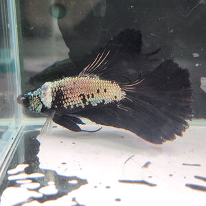 TK10 Halfmoon Betta Male Standard