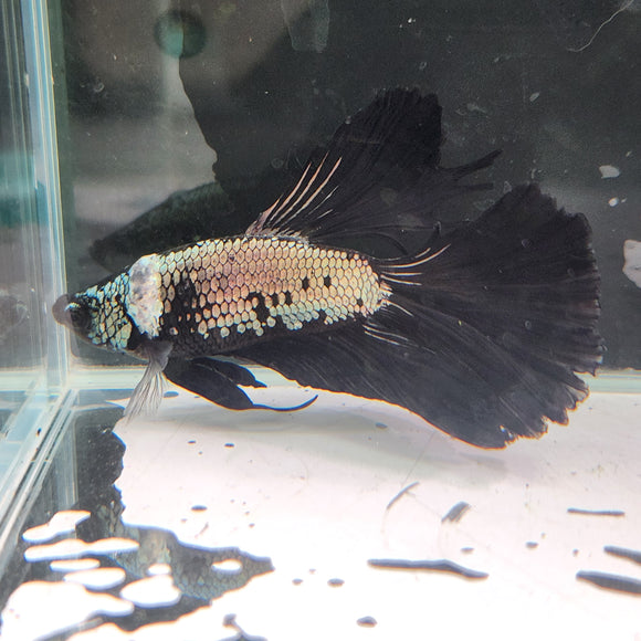 TK10 Halfmoon Betta Male Standard