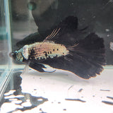 TK10 Halfmoon Betta Male Standard