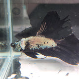 TK10 Halfmoon Betta Male Standard