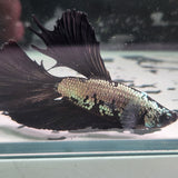 TK10 Halfmoon Betta Male Standard