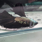 TK10 Halfmoon Betta Male Standard