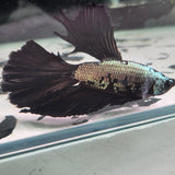 TK10 Halfmoon Betta Male Standard