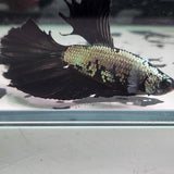 TK10 Halfmoon Betta Male Standard