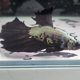 TK10 Halfmoon Betta Male Standard