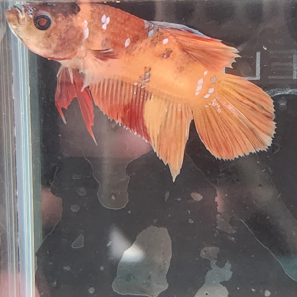 TK11 Koi Betta Male Standard