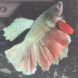TK12 Halfmoon Betta Male Standard