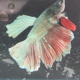 TK12 Halfmoon Betta Male Standard