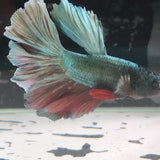 TK12 Halfmoon Betta Male Standard