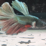 TK12 Halfmoon Betta Male Standard