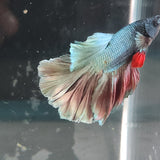 TK12 Halfmoon Betta Male Standard