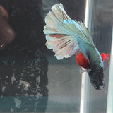 TK12 Halfmoon Betta Male Standard