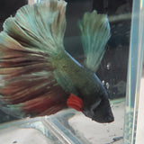 TK12 Halfmoon Betta Male Standard
