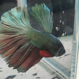 TK12 Halfmoon Betta Male Standard