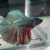 TK12 Halfmoon Betta Male Standard