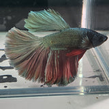 TK12 Halfmoon Betta Male Standard