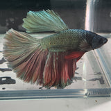 TK12 Halfmoon Betta Male Standard