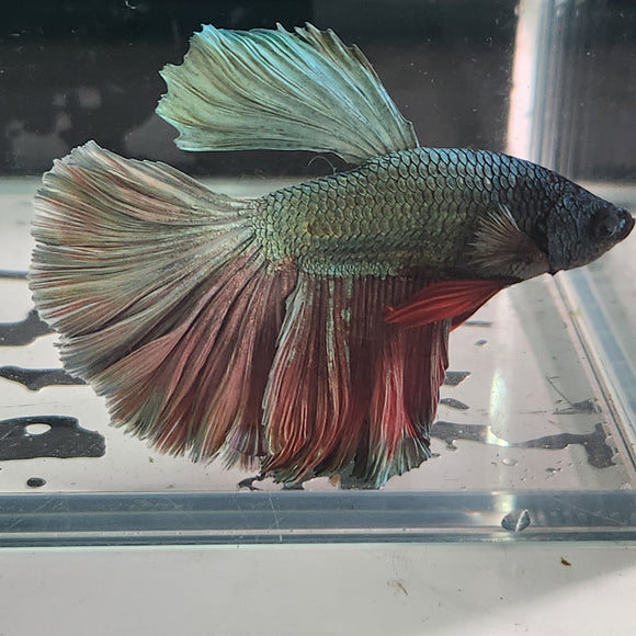 TK12 Halfmoon Betta Male Standard