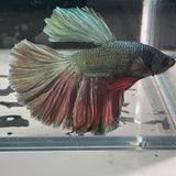 TK12 Halfmoon Betta Male Standard