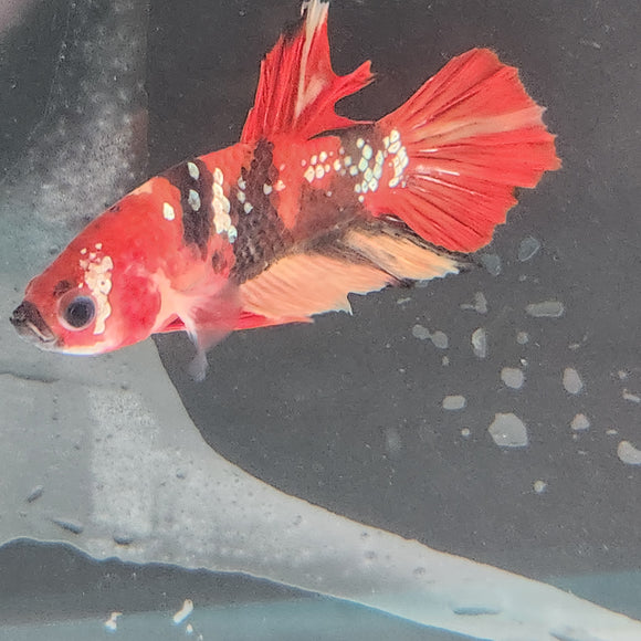 TK13 Koi Betta Male Standard