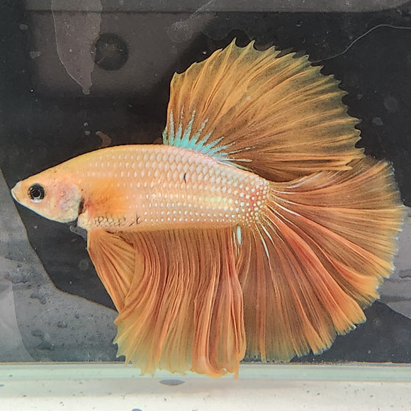 TK14 Halfmoon Betta Male Standard