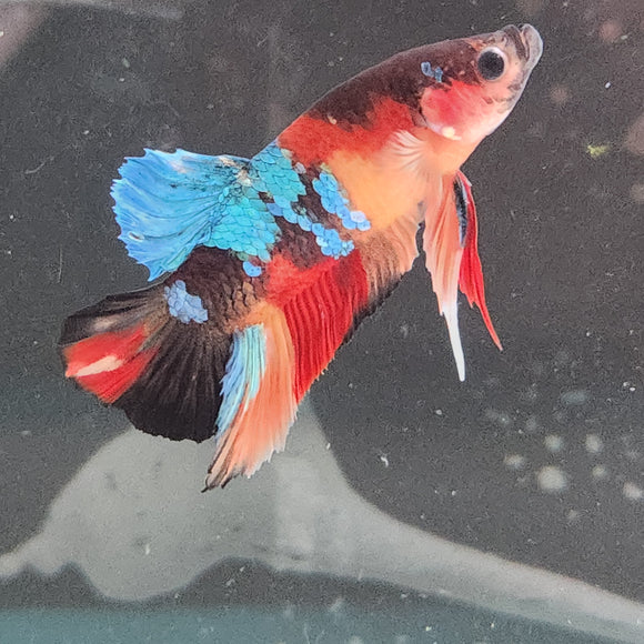 TK15 Koi Betta Male Standard