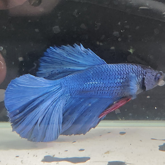TK16 Halfmoon Betta Male Standard