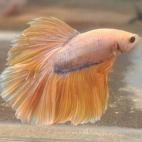TK17 Halfmoon Betta Male Standard