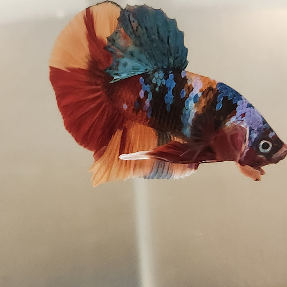 TK19 Koi Betta Male Standard