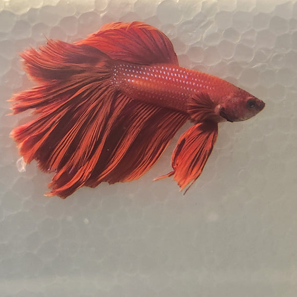 TK28 Halfmoon Betta Male Standard