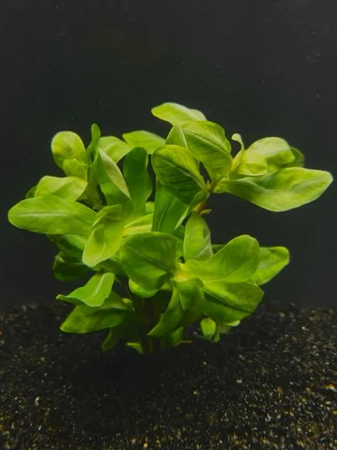 1030 Ammannia senegalensis leaded;