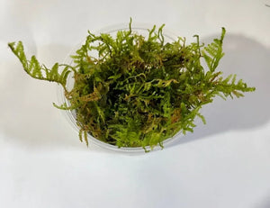 0192 Christmas Moss Portion Cup; Vesicularia montagnei