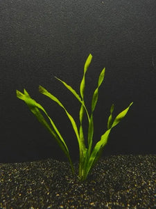 1648 Corkscrew, bunched; Vallisneria torta
