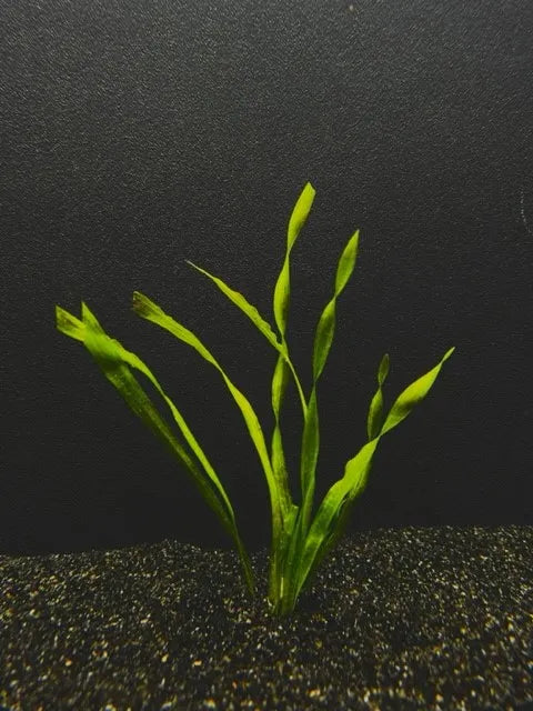 1648 Corkscrew, bunched; Vallisneria torta