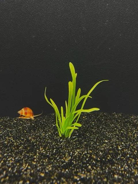 1619	DWARF SUBULATA BUNCH (Sagittaria subulata)