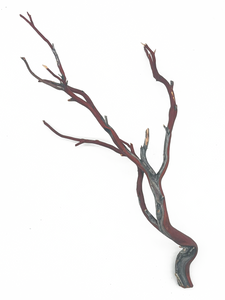 Naturescapes Exotic Manzanita 10-12"